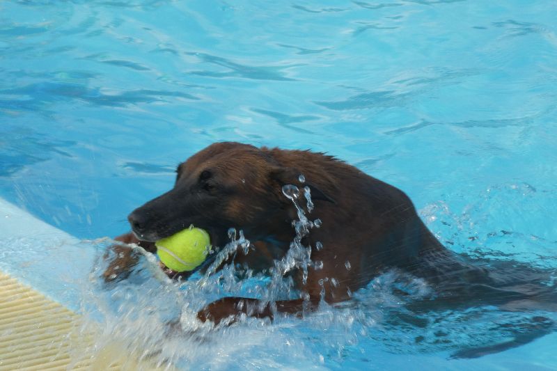 Zwemmen met je hond 2017